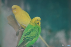 緑っぽいのがインコだけじゃない件