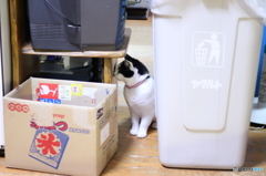 かくれんぼ