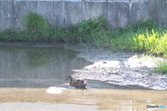 田鴨