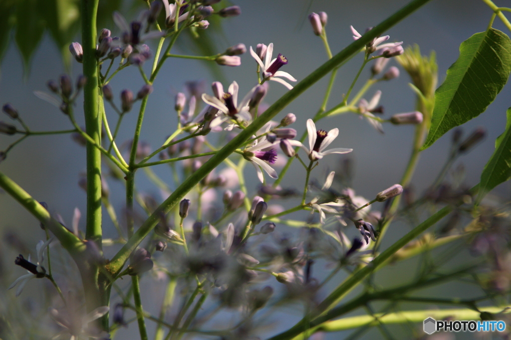 栴檀の花