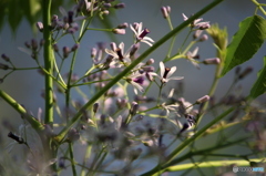 栴檀の花