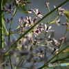 栴檀の花