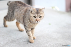 初めて行った温泉の美猫