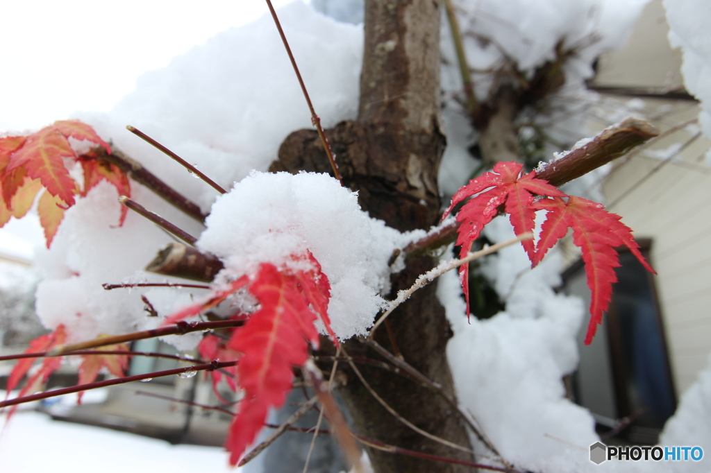 せっかく紅葉したのに。。。