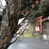 梅一輪