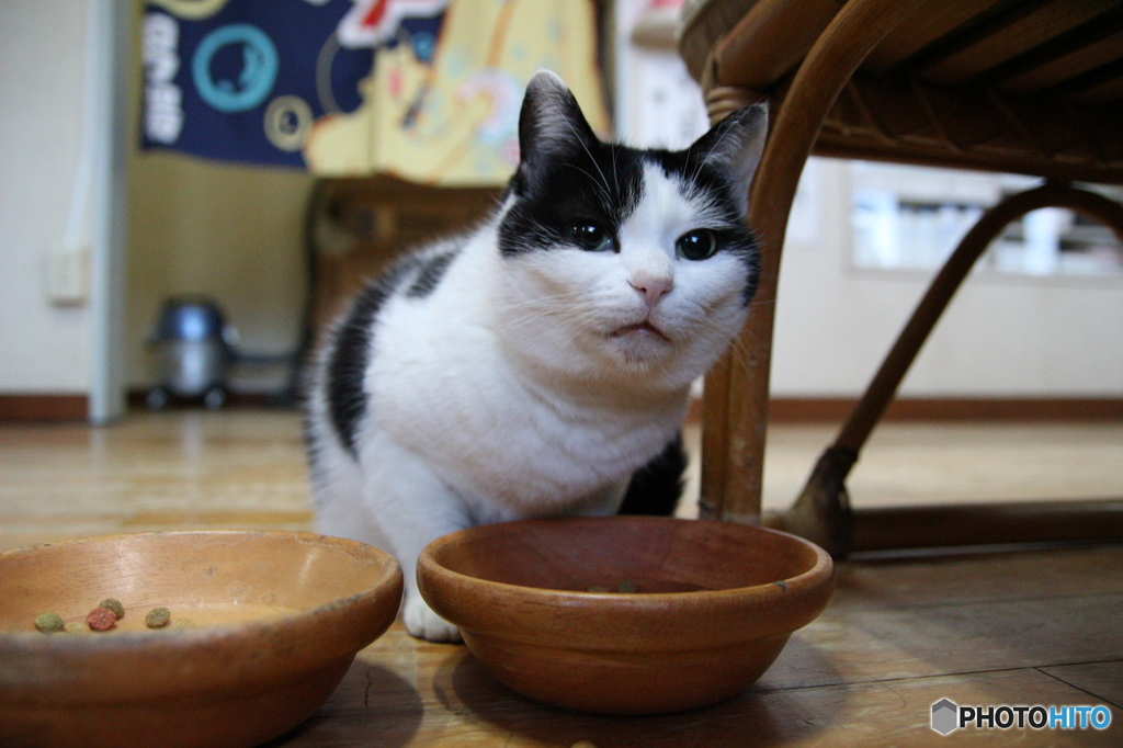 ぬこまっしぐら（タムロン17-50F2.8版）