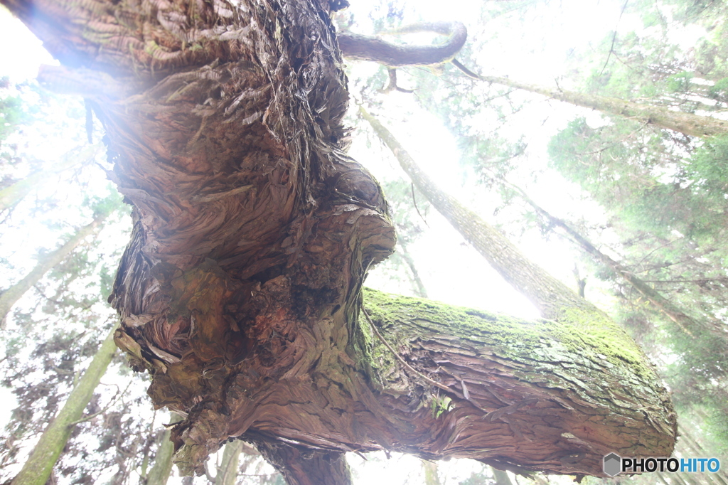 昔、膝に矢を受けてしまってな。。。