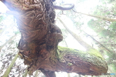 昔、膝に矢を受けてしまってな。。。