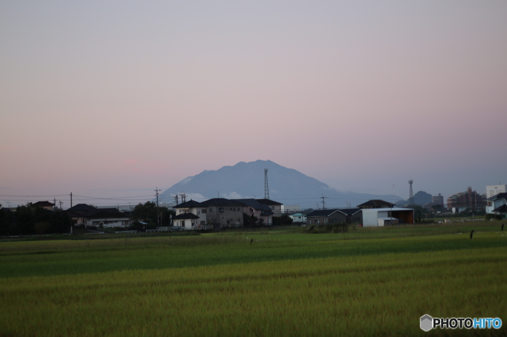 桜色と桜島