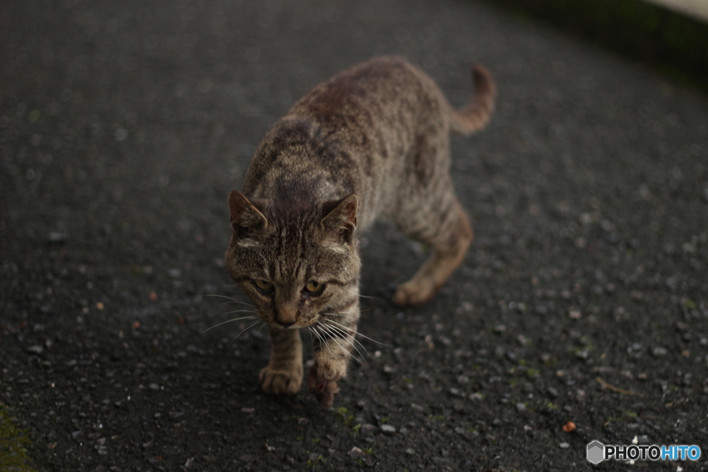 3本足のにゃんこ(´；ω；`)ｳｯ…