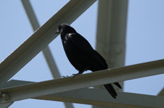 カラスです