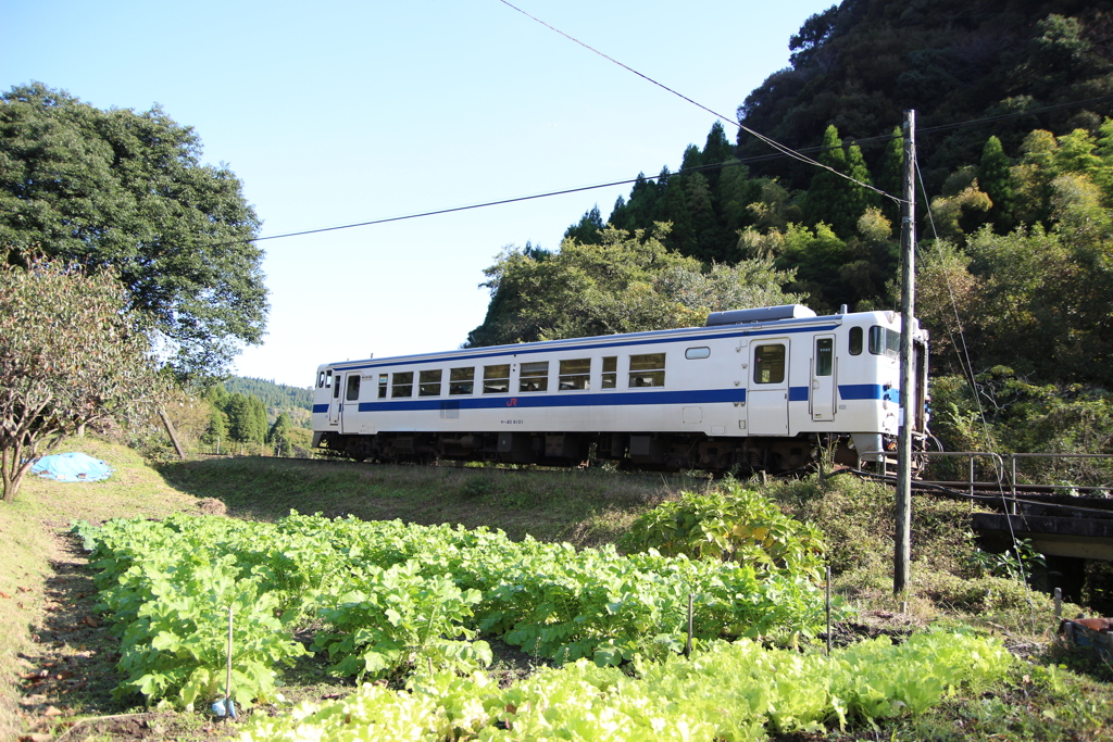 大根たちに見送られ