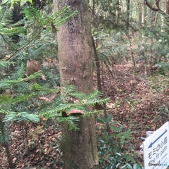 略してモコミチ