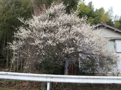 梅があんまり見事だったから（正面から）