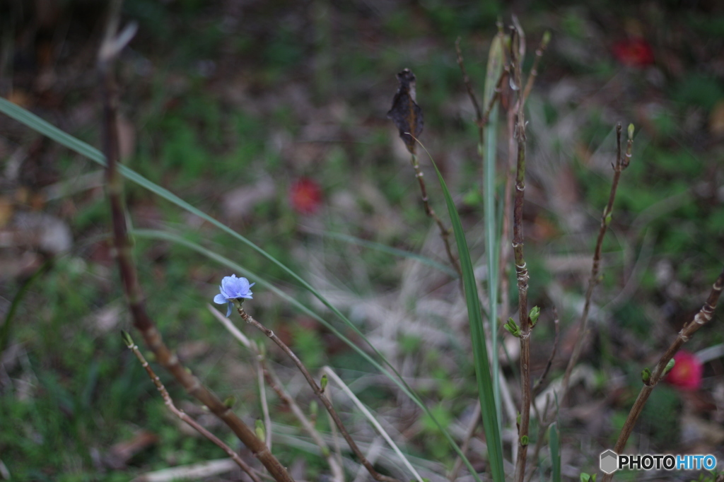 椿が落ち、紫陽花の咲く場所。