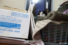 350mlx24本