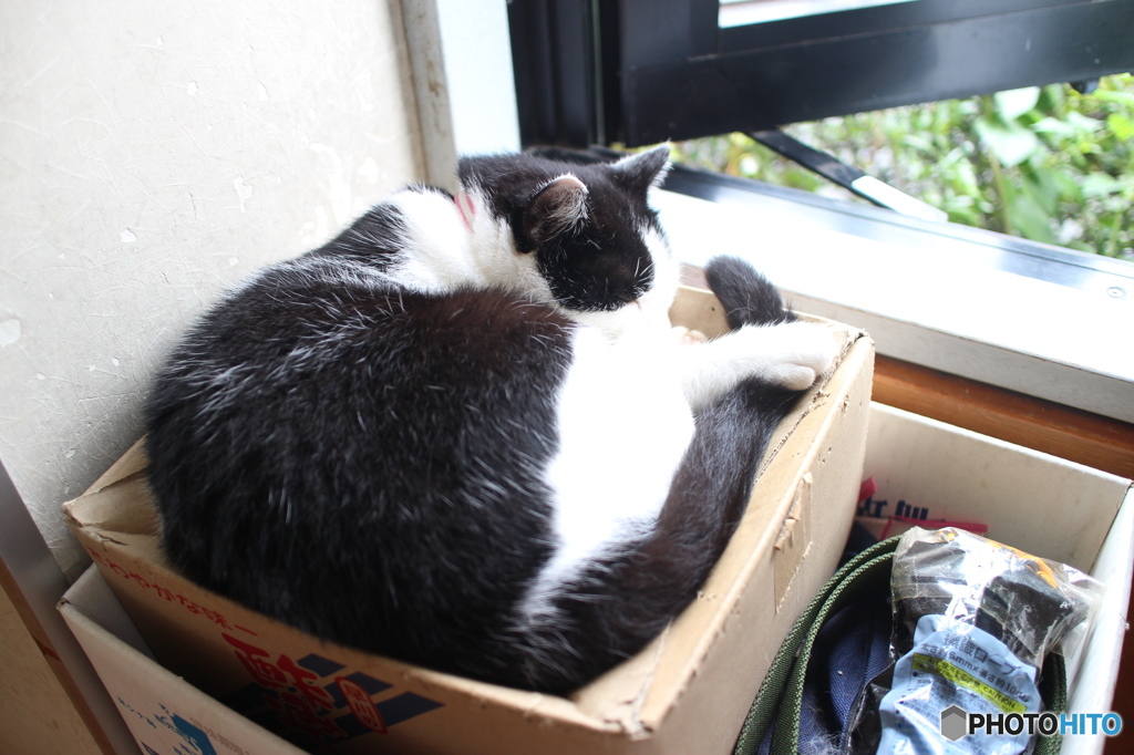 パンケーキで( ˘ω˘)ｽﾔｧ