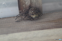 我が家最大級