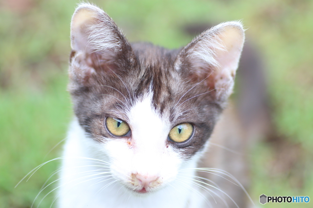 猫屋敷を訪ねたら子猫が居たよ＼(^o^)／