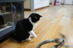 ふはは!私の動きについてこれるかな？