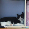 寝ぼけまにゃこ