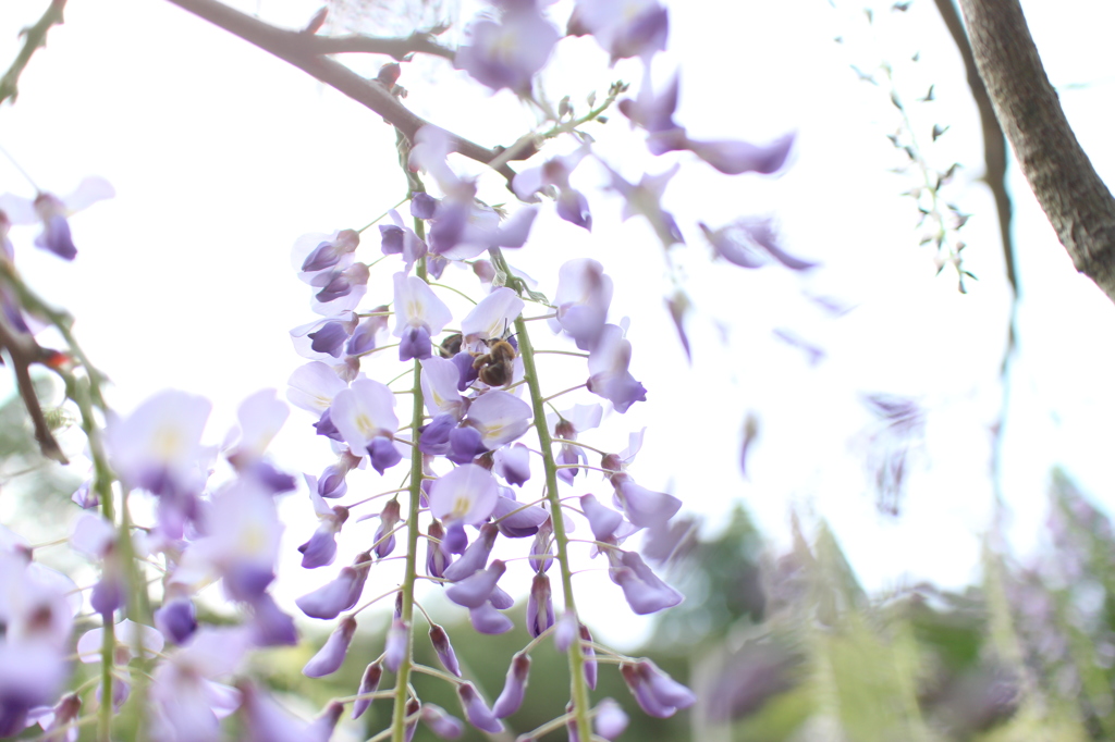 いつの間にか蜂撮りに夢中