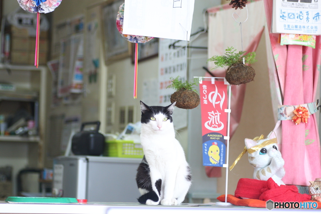 営業にゃう