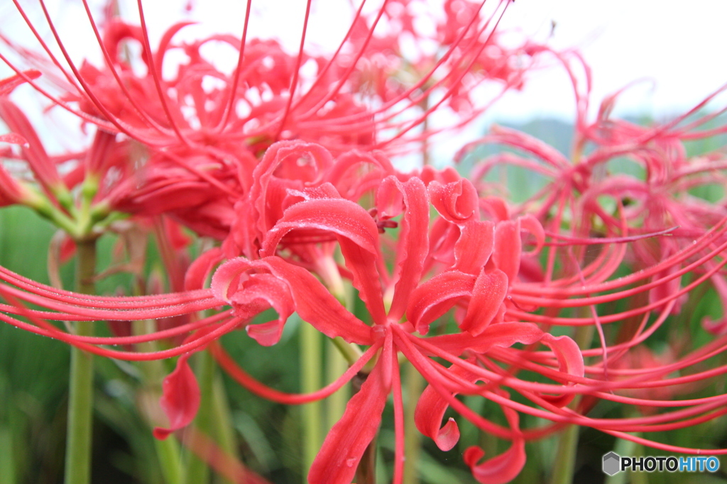 お彼岸の花