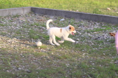 子犬で流し撮り!