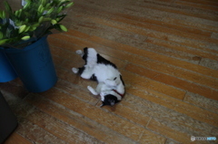 ストレッチにゃう