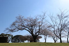 桜の咲く丘