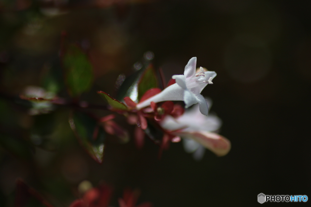 薩摩切子販売店脇の植木に花が。。。