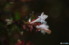 薩摩切子販売店脇の植木に花が。。。