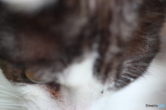 猫の額程しか無い猫の額