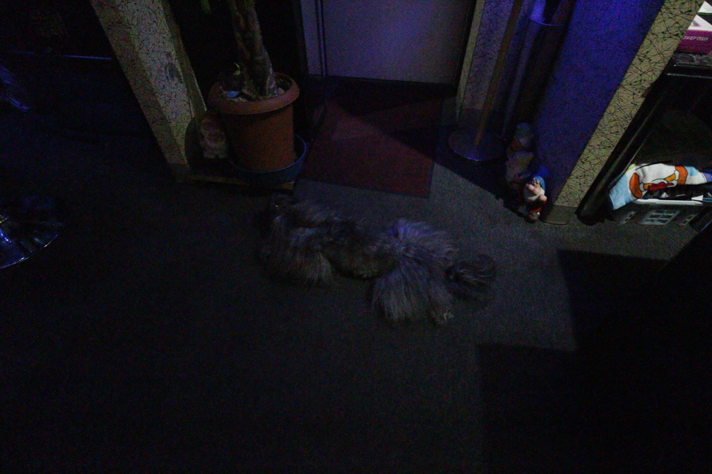 モップモード♪