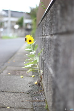 ちびひまわり君、頑張る。