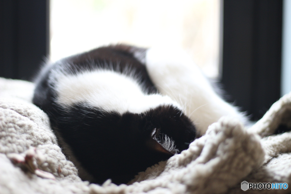 眠れる森のにゃんこ
