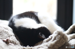 眠れる森のにゃんこ