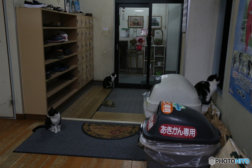 三匹が見る!!
