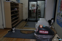 三匹が見る!!