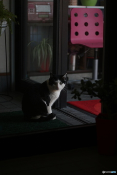 怪しいにゃあ。。。