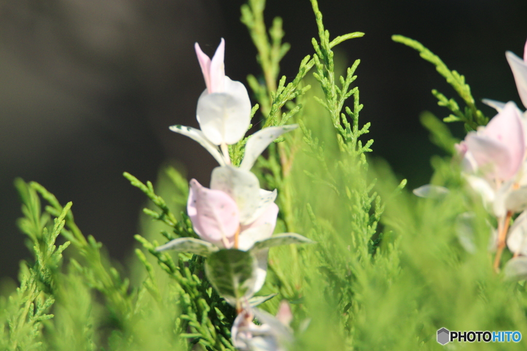 花？葉っぱ？