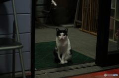 あ、いらっしゃいにゃせ