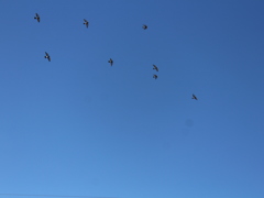 標準ズームで鳩2