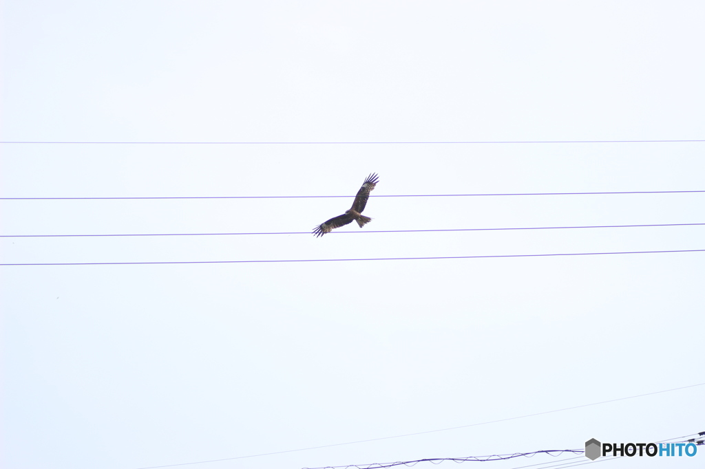 タムキュー一本の時に限って野鳥が近いジンクス