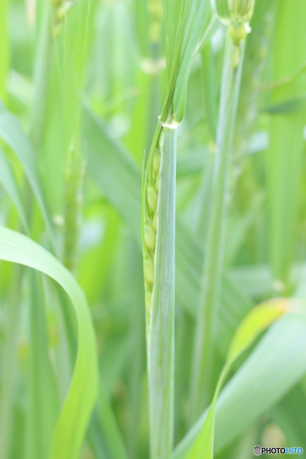 新麦の季節