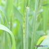 新麦の季節