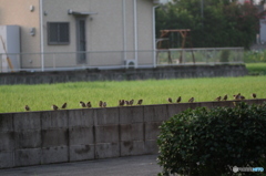 ずらずらっと