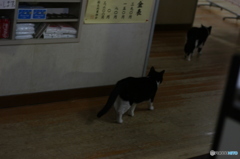 連れ風呂