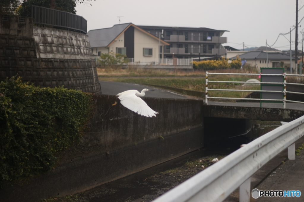 またしても望遠持ってない時に